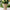 Juliska Provence Rattan Medium Urn - Whitewash