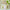 Hester & Cook Cherry Blossom Paper Table Runner - Green