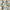 Hester & Cook Lattice Paper Stripe Runner - Green